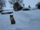 Foto 0685