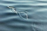 Schlange im Wasser