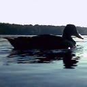 Ente