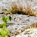 Schwedische Vegetation