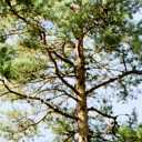Schwedische Vegetation