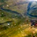 Fische