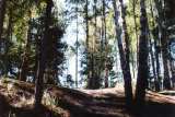 Wald (Foto: Jasmin)
