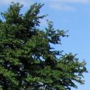 Schwedische B&auml;ume