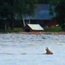 Schwimmendes Reh