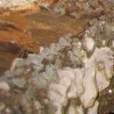 Holz
