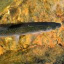 Fisch