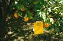 Orangenbaum vor dem Haus