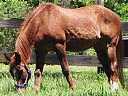 Noch ein Pferd im Portola Valley
