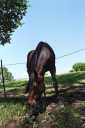 Pferd im Portola Valley