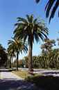 Palmen an der Stanford University