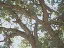 Baum im Gegenlicht