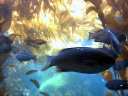 Fische und Seegras im Monterey Bay Aquarium