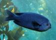 Monterey Bay Aquarium